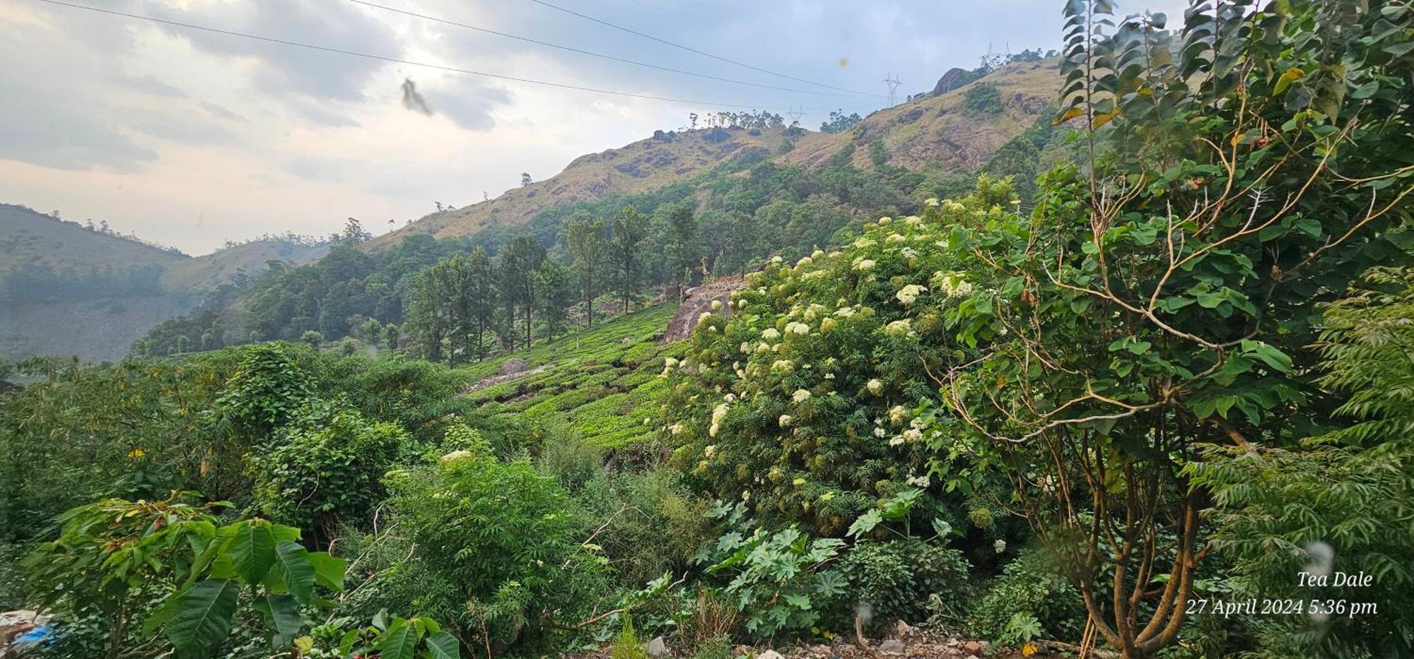 Tea Dale - All Rooms With Tea Estate View Munnar Dış mekan fotoğraf