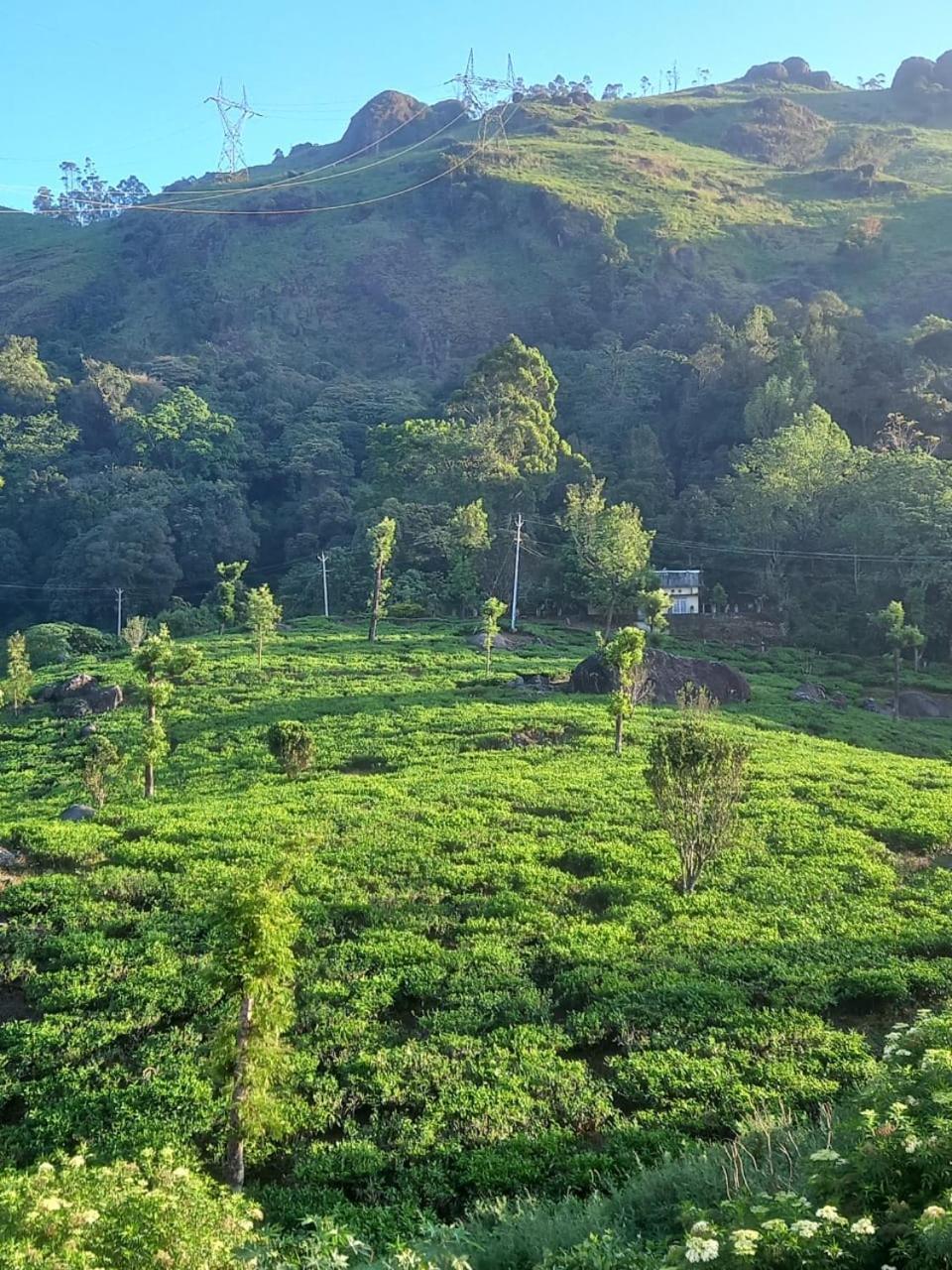 Tea Dale - All Rooms With Tea Estate View Munnar Oda fotoğraf
